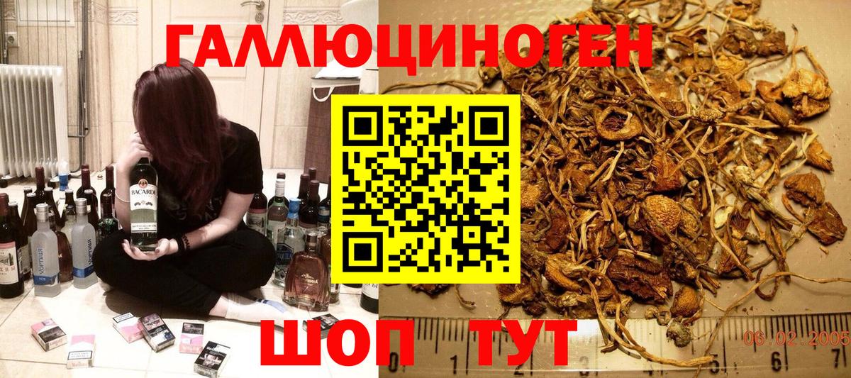 Псилоцибиновые грибы Psilocybine cubensis Нижнеудинск